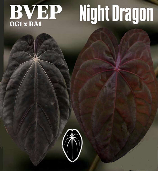 Anthurium BVEP x Night Dragon
