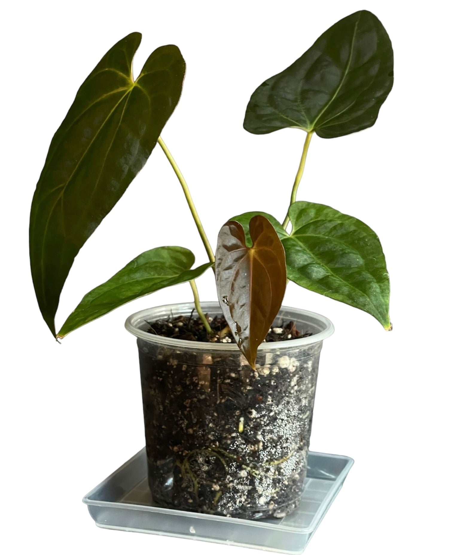 bali anthurium Anthurium BVIT (Black Velvet Indo Type) – HappiestPlants