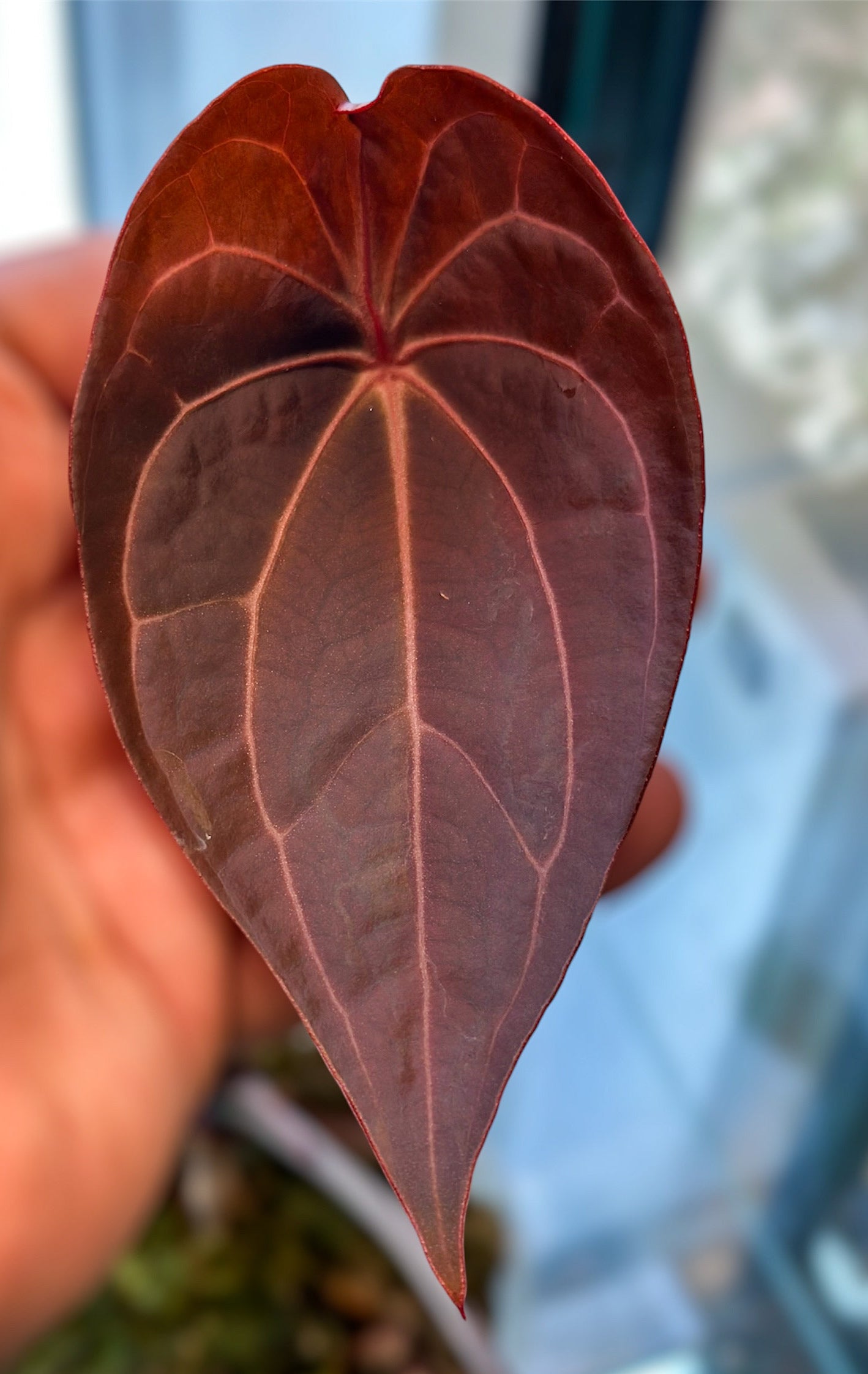 Anthurium Super Massive Spider x Red Spider Ori