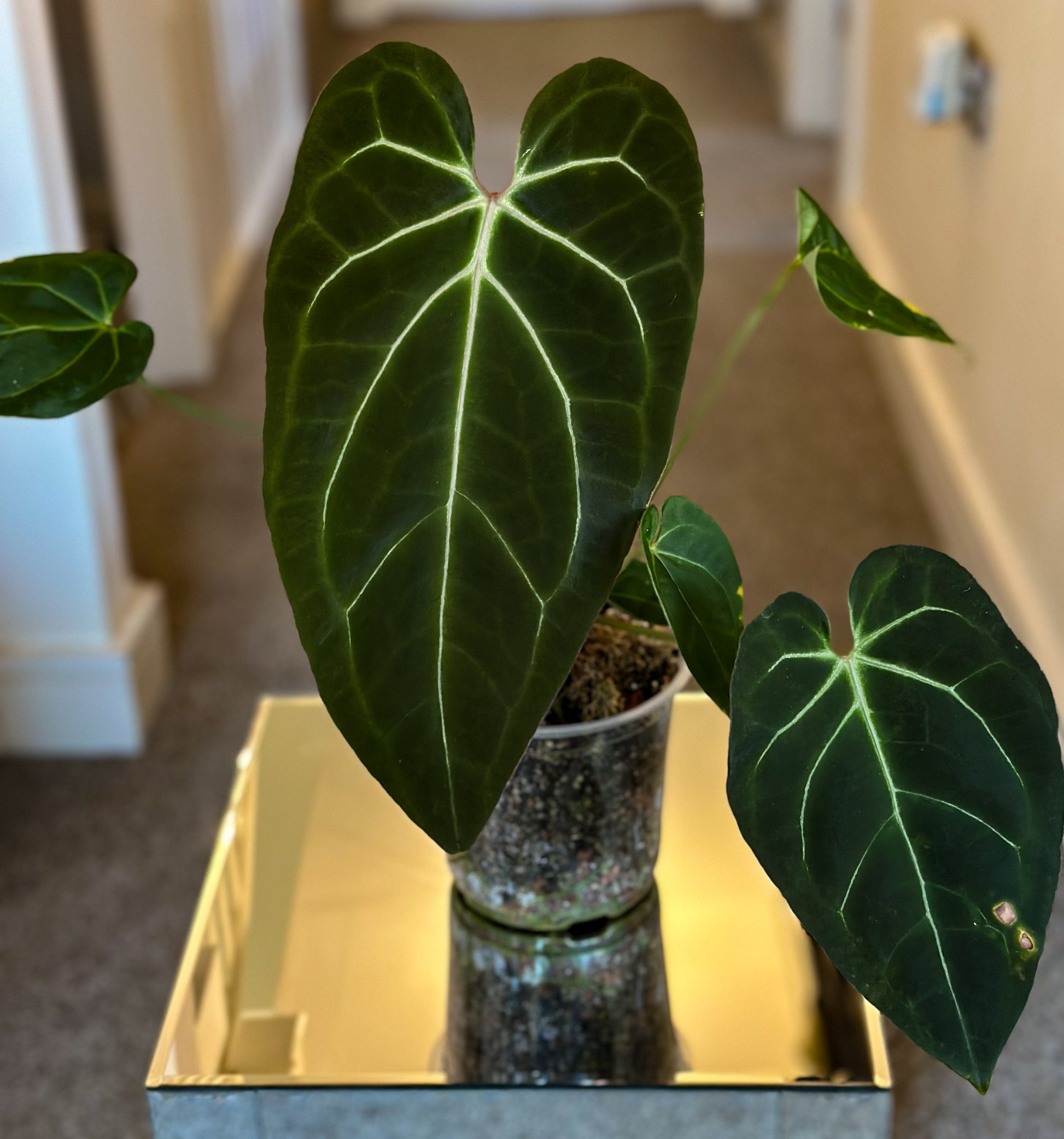 velvety anthurium Anthurium Ace of Spades (AOS) x Black Velvet