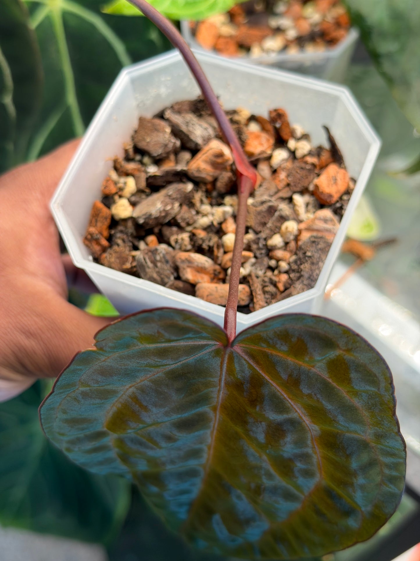 Anthurium Ace of Spades - Limited Edition Clone from the Original Plant
