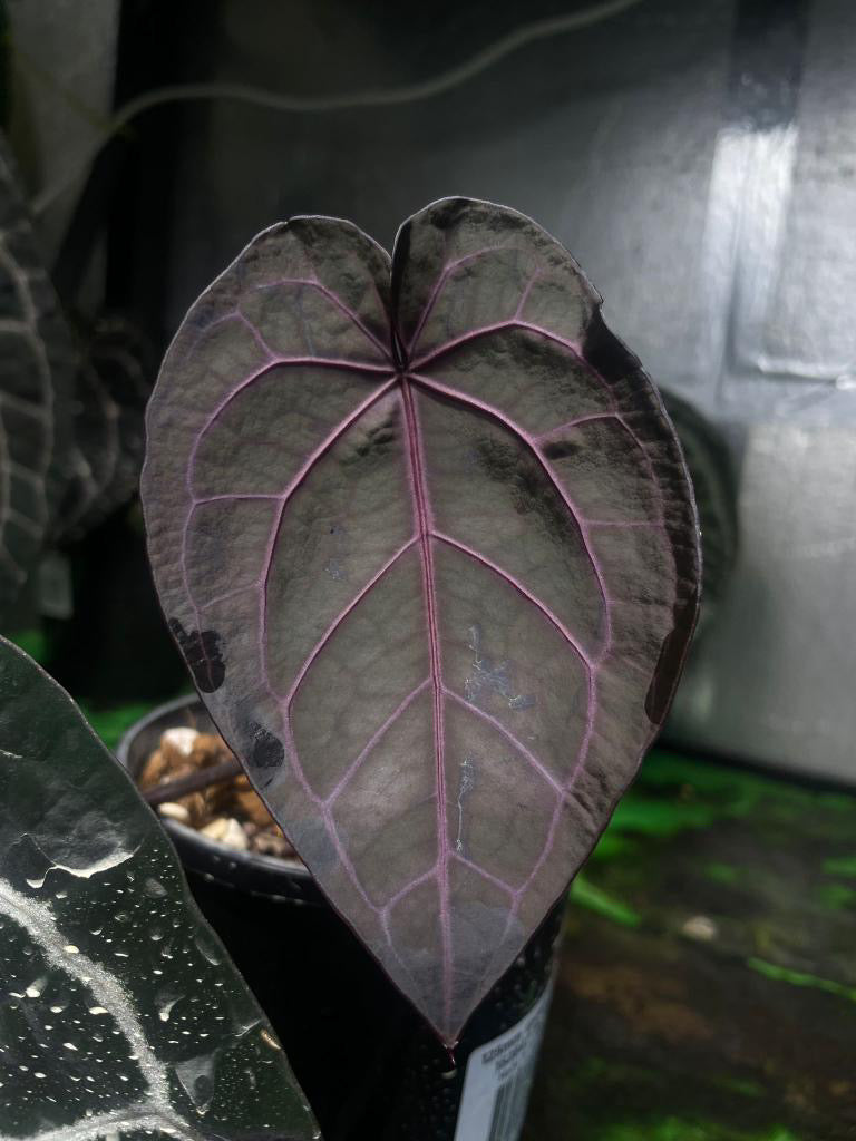 Anthurium Topaz Moon (unterer Schnitt) - Bloodmoon x Tezula Red Crystallinum