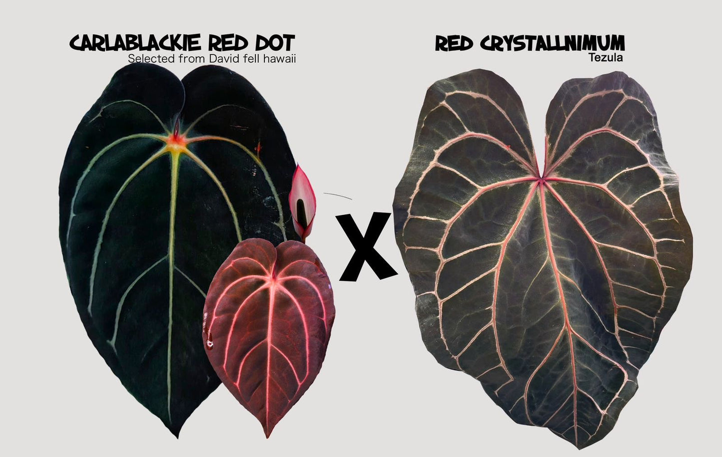 Anthurium Carla Evenstar