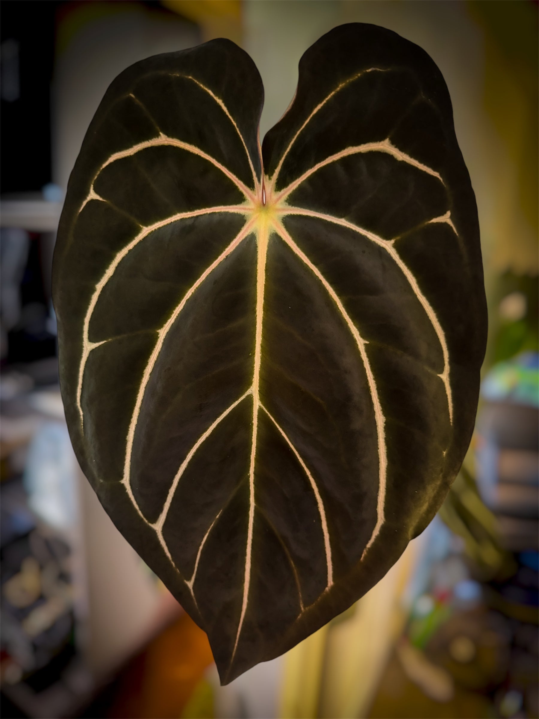 Anthurium Carlablackiae (District x RA8) x (Pap Ree Gardens x BVEP