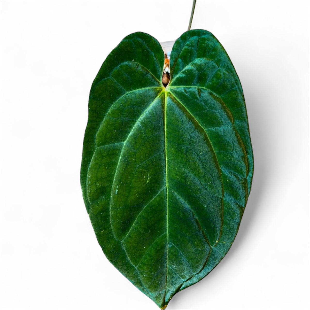 Anthurium BVEP RA7 x Besseae aff