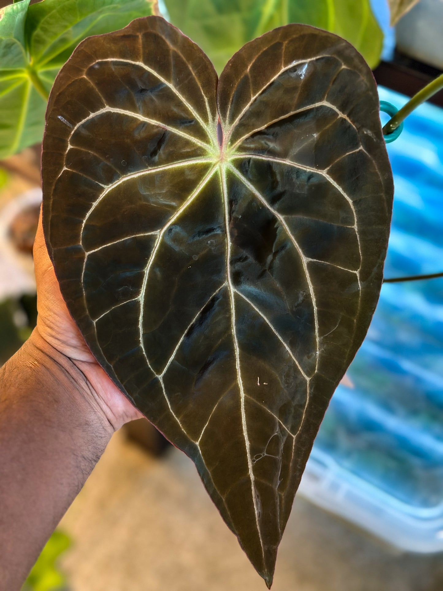 Anthurium (Carlablackiae x BVEP) x Super Massive Spider