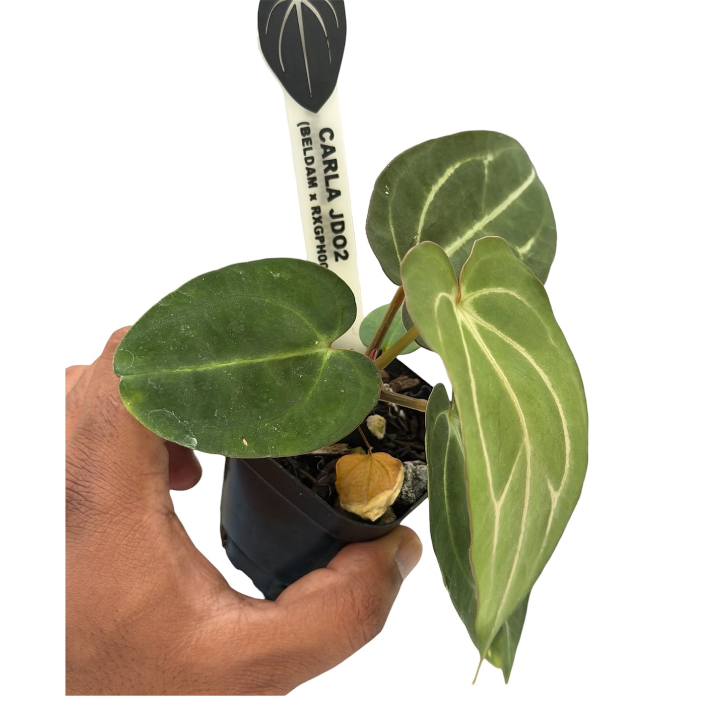 Anthurium Carlablackiae JD02 – Beldam x (Round x GPH-001)