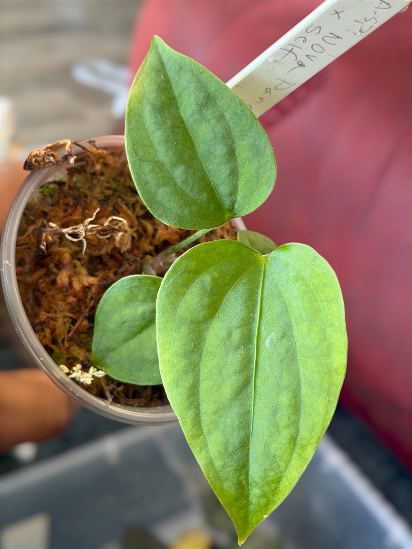 Anthurium Paradoxum (Sp. Nova Panama)