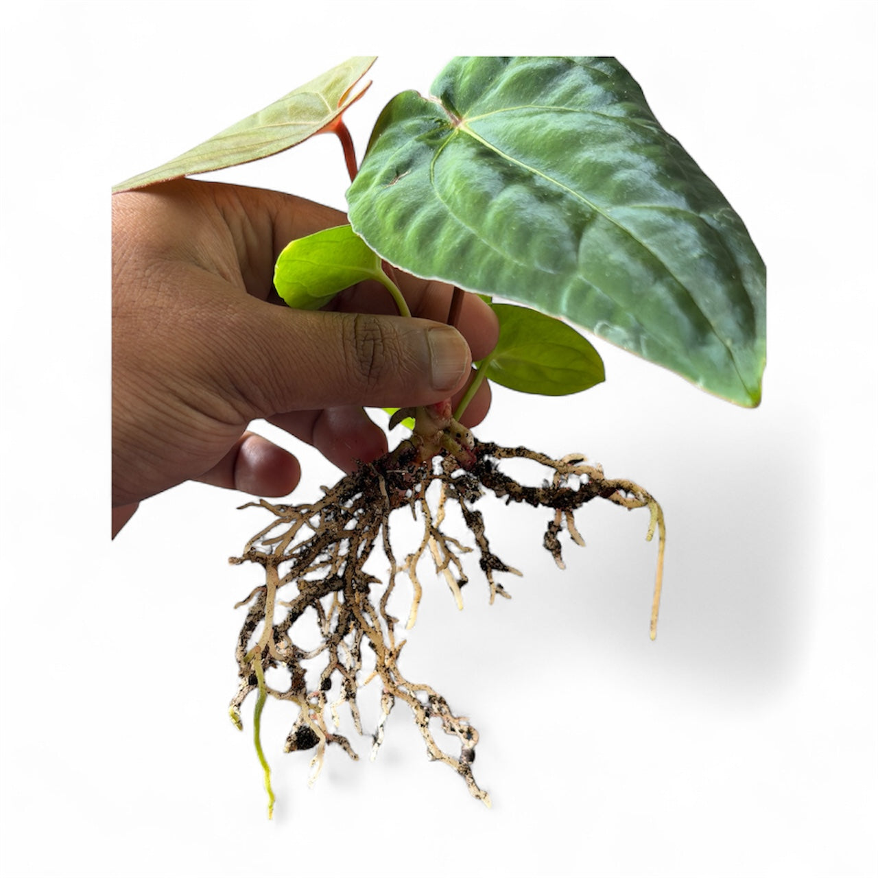 Dressleri x Carlablackiae x BVEP