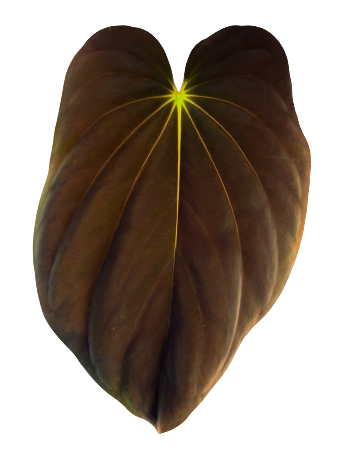 Anthurium Antolakii / BVEP (RF1 x DS) x (RF x Felix)