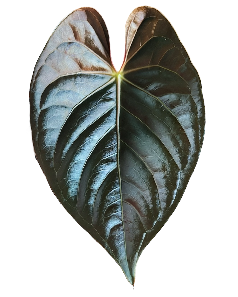 Anthurium Goliath X Subsignatum x RVDP