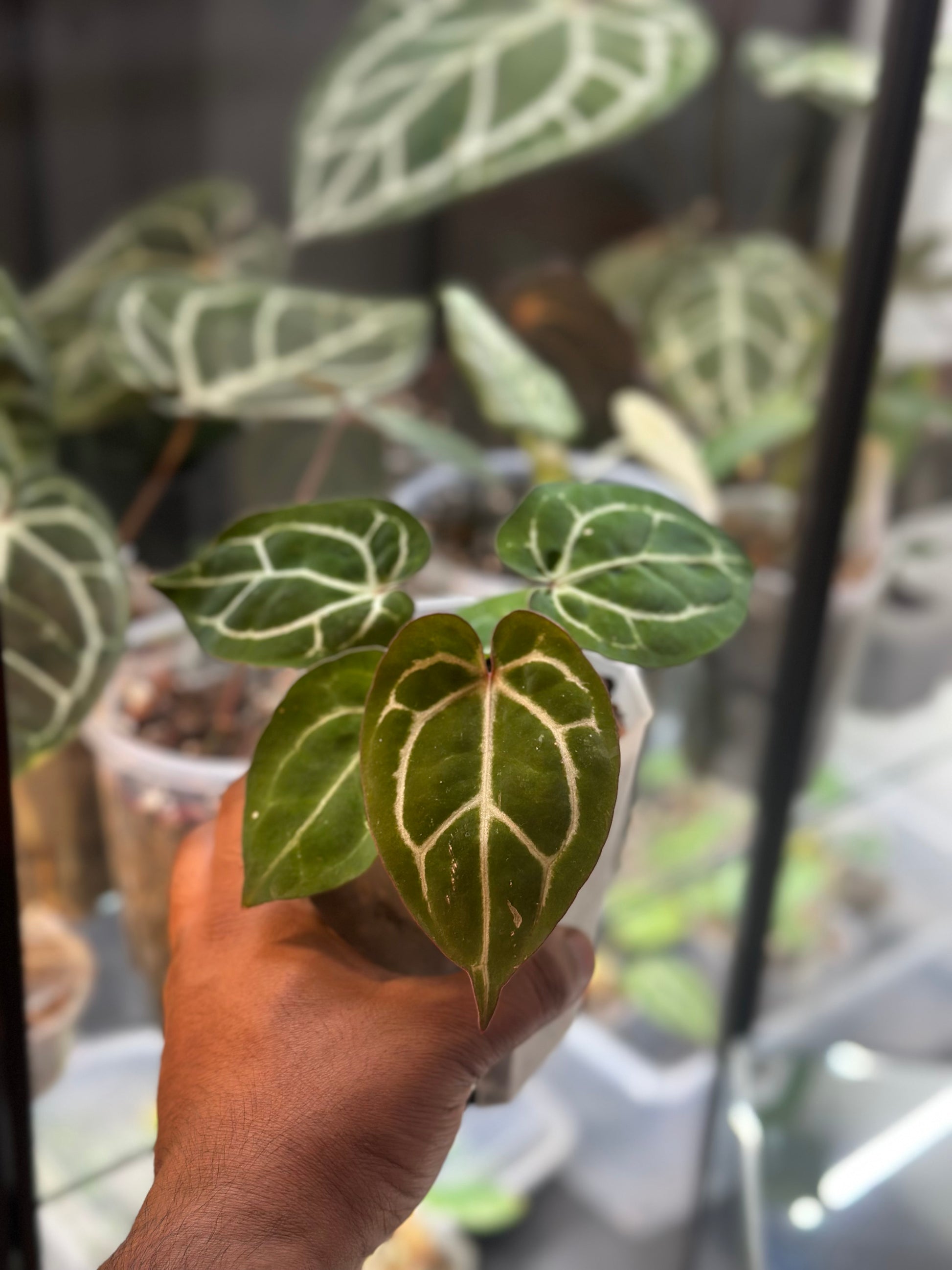 mihikatha anthurium Anthurium Michelle x Michelle X Carlablackiae AU2 – HappiestPlants