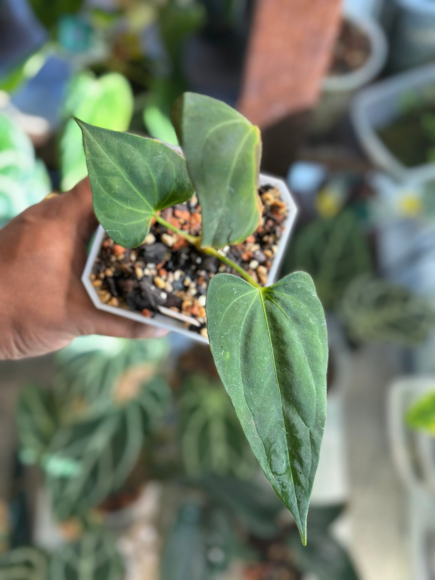 Anthurium Portillae S1 (NSE)