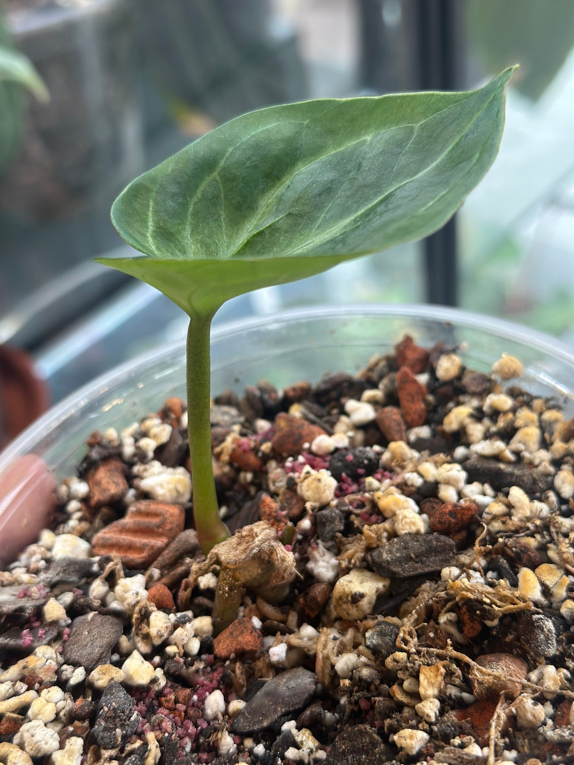 kos anthurium Anthurium King Of Spades (KOS) / HU