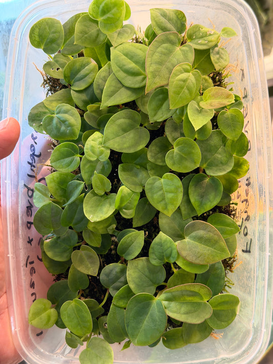 Anthurium (Forgetii x BVEP) X (Carlablackiae x Besseae AFF) x BVEP