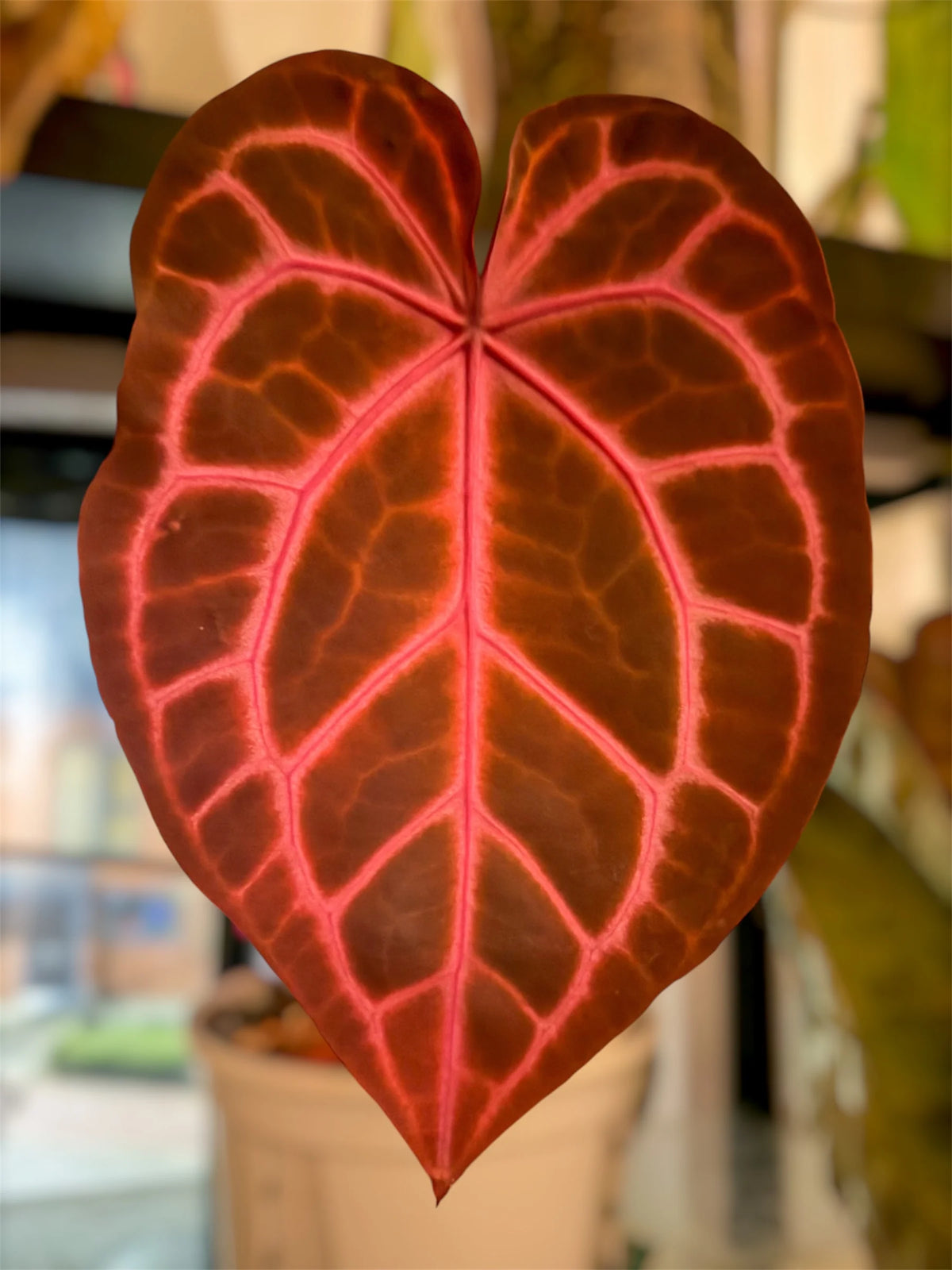 Anthurium Rosè Ember x Dressleri