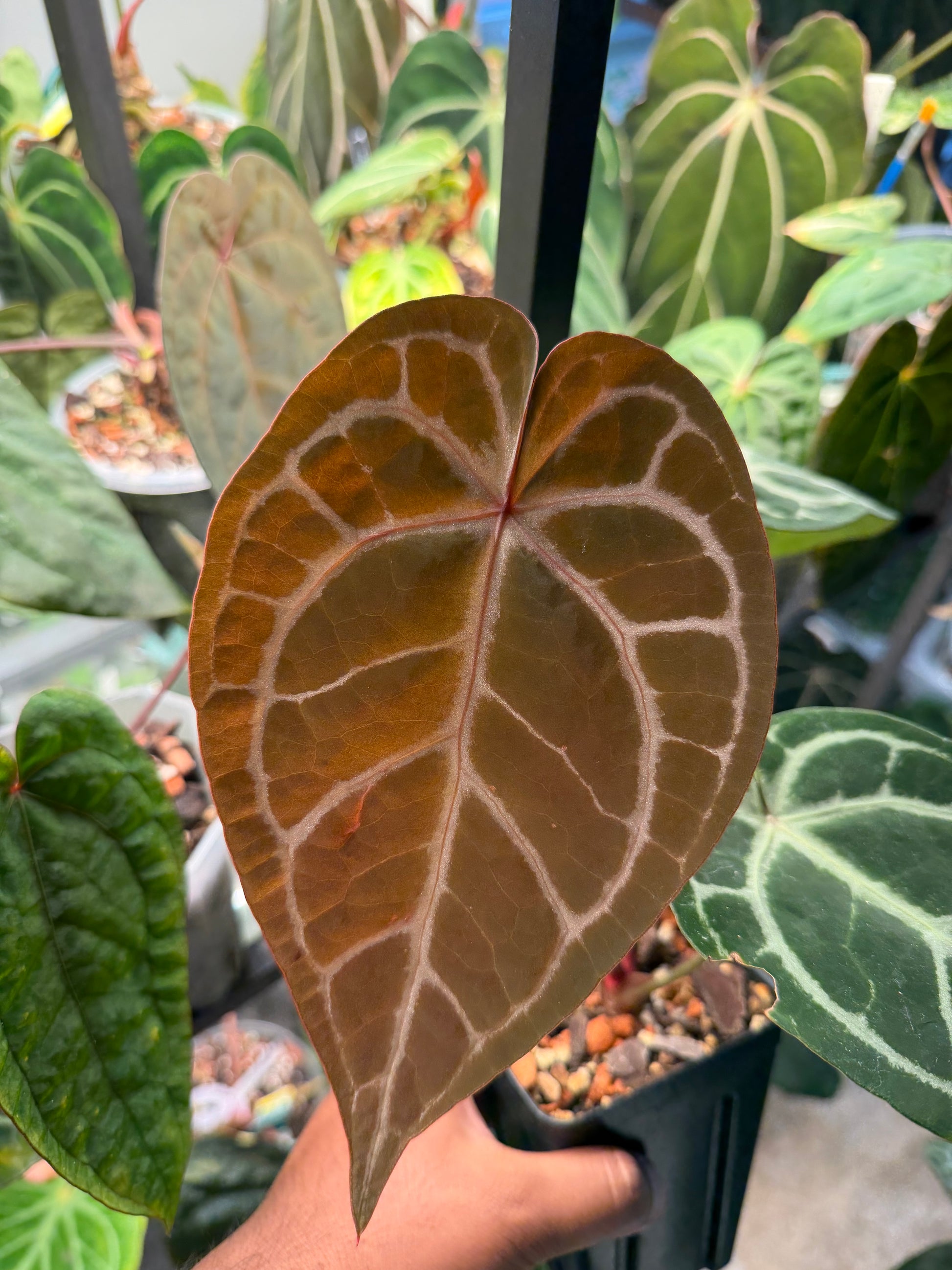 anthurium red stem Anthurium Red Crystal (Indo) × SKG Pink Lemonade – HappiestPlants