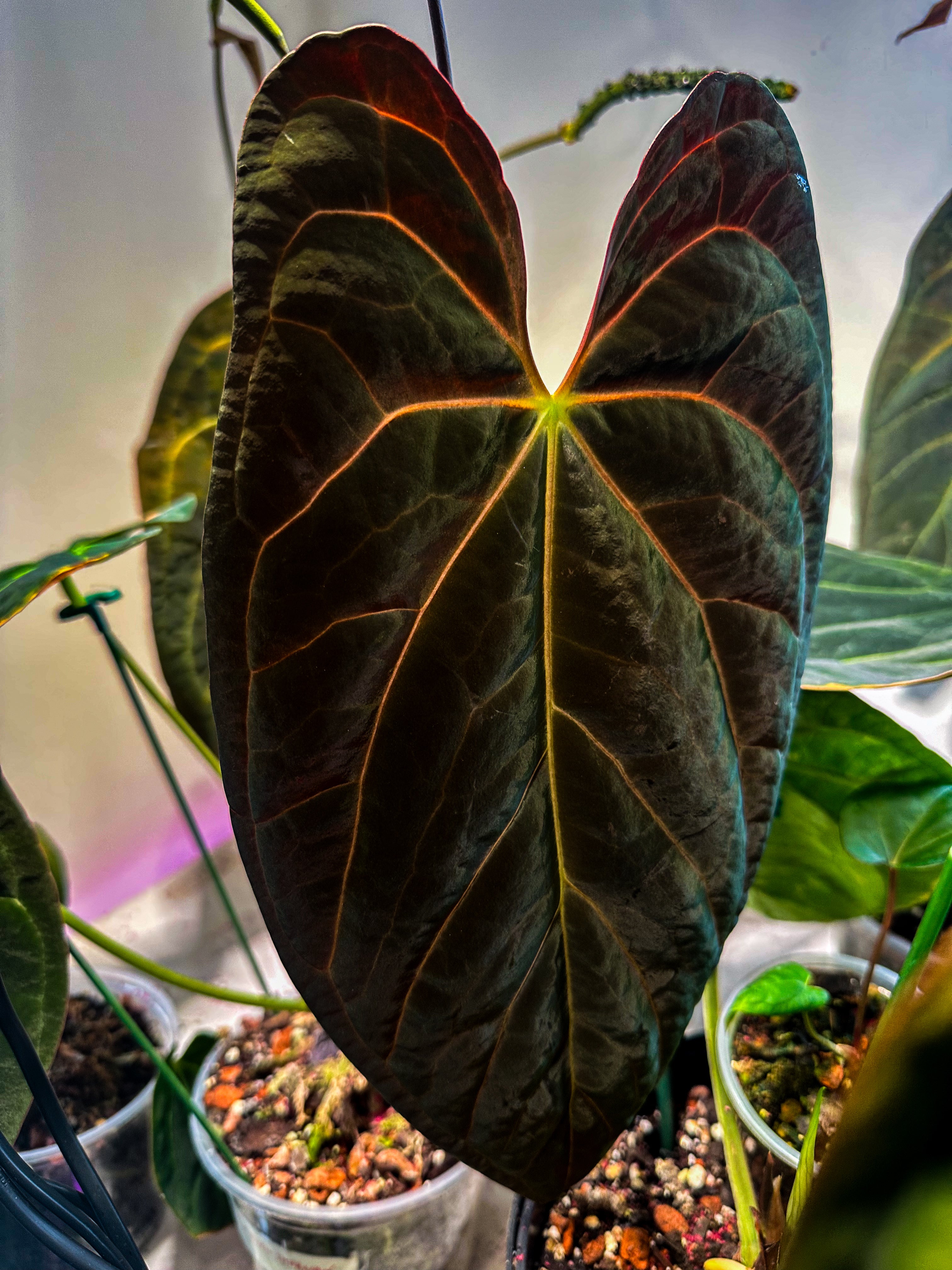 Anthurium Goliath × (Fort Sherman × Ace of Spades) – HappiestPlants