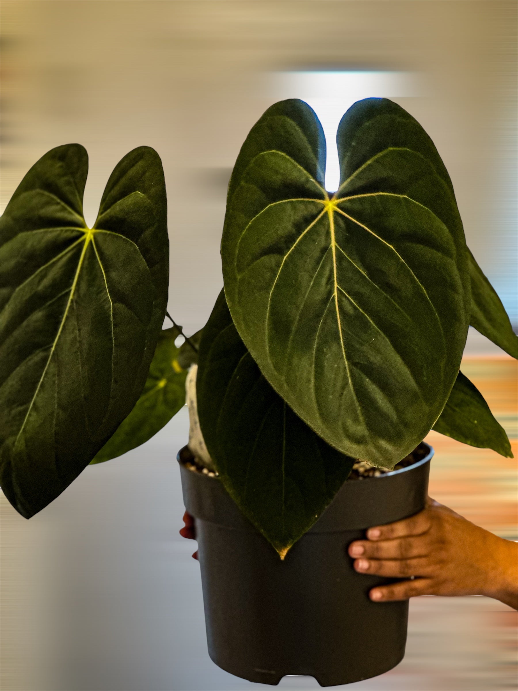 anthurium darkest panama Anthurium Goliath (Darkest Panama) x Self – HappiestPlants
