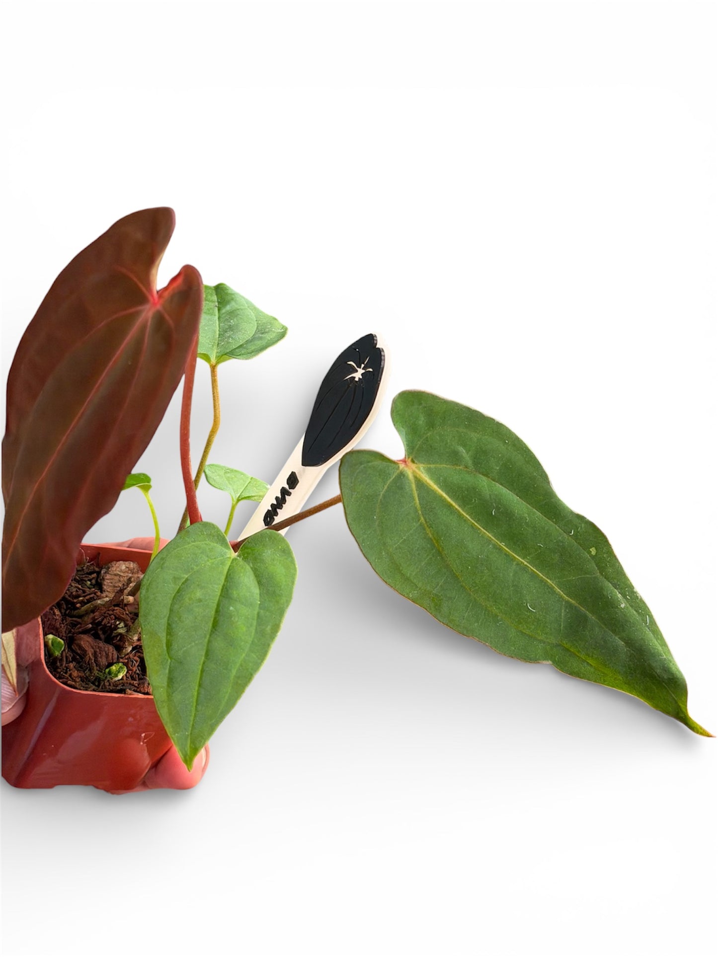 Anthurium BVEP x Night Dragon - Restock
