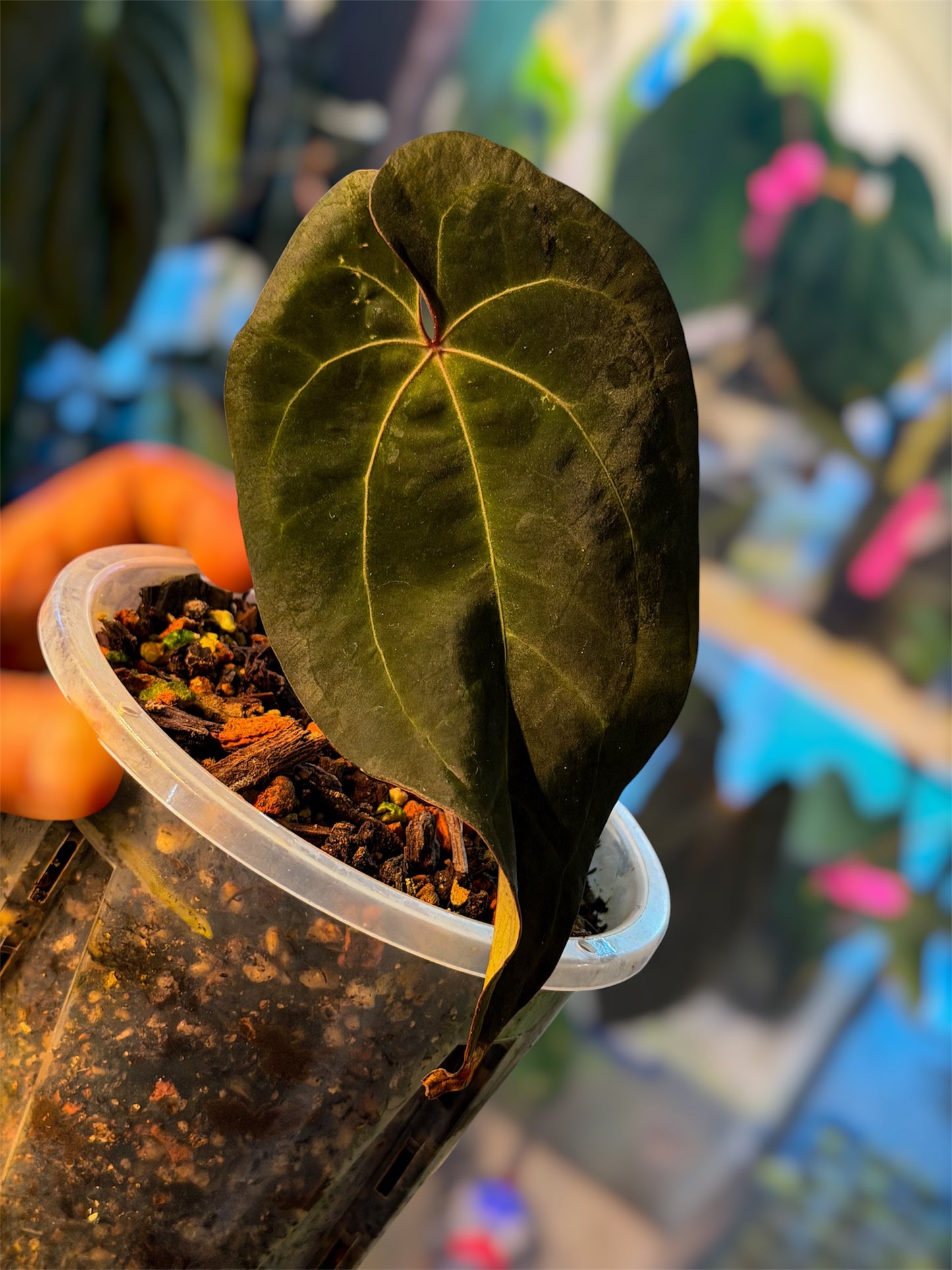 Anthurium Ace of Spades (AOS) – Tezula Clone 2