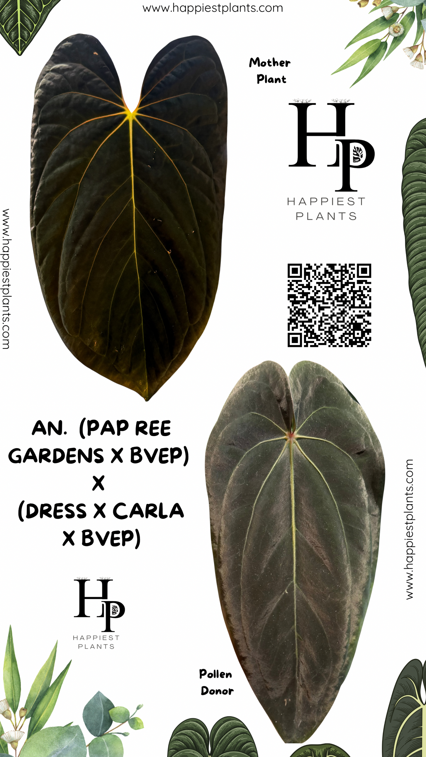 Anthurium (Pap Ree Gardens x BVEP) x (Dress Carla x BVEP Anthurium (Pap Ree Gardens x BVEP) x (Dress Carla x BVEP