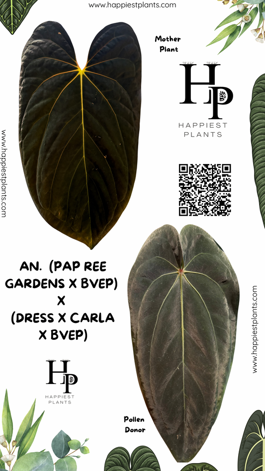 Anthurium (Pap Ree Gardens x BVEP) x (Dress Carla x BVEP)