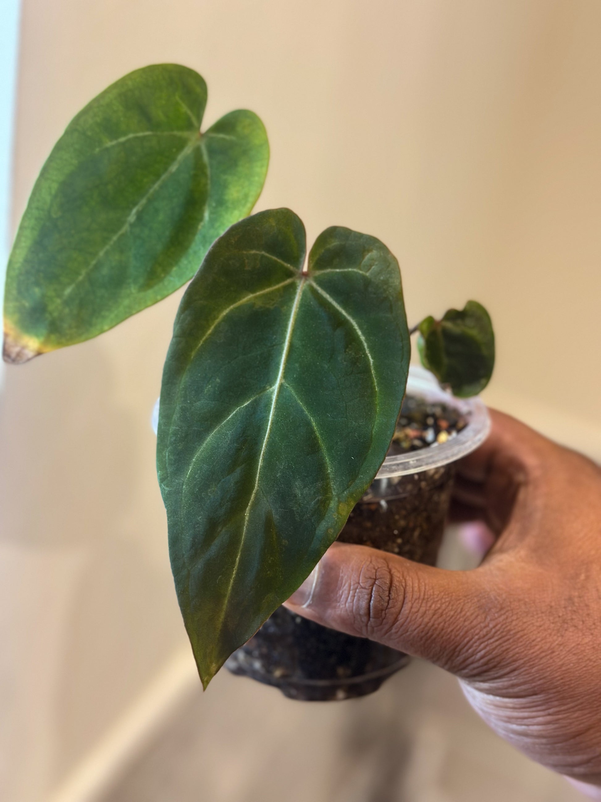 Anthurium black velvet