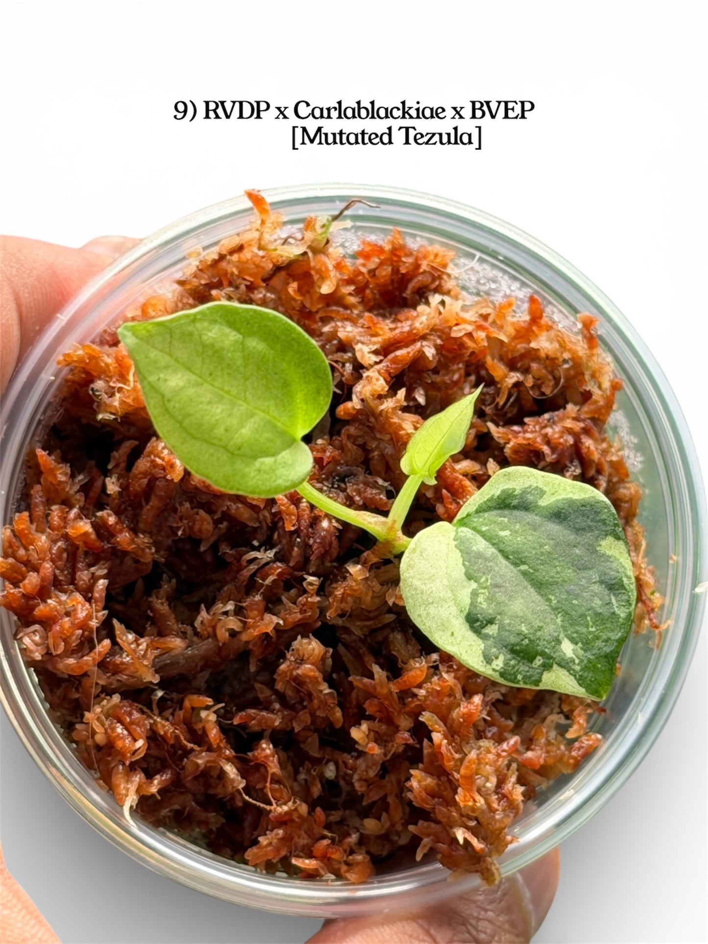 Anthurium Variegated Seedlings