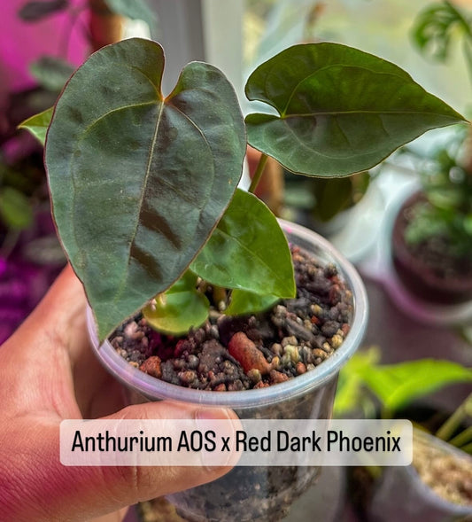 Anthurium AOS x Red Dark Phoenix