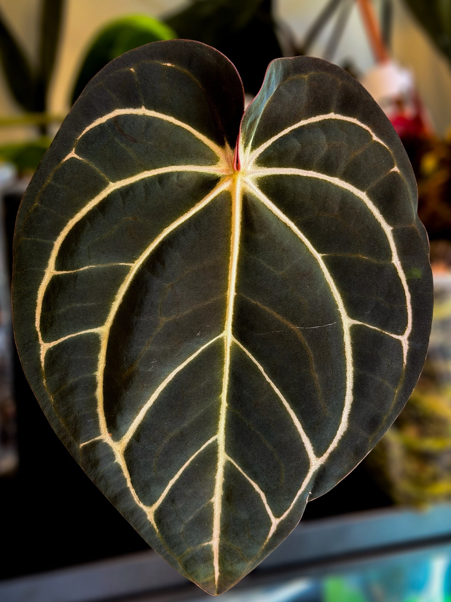 新春セールAnthurium \"Rom's Black\" seedling① 新春セールAnthurium Rom´s Black seedling①の通販はau PAY