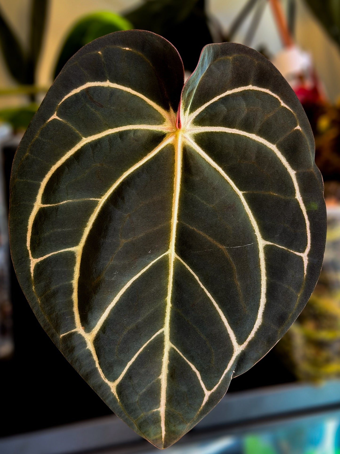 (Dressleri x Pap Var) x Carlablackiae RA10 S1