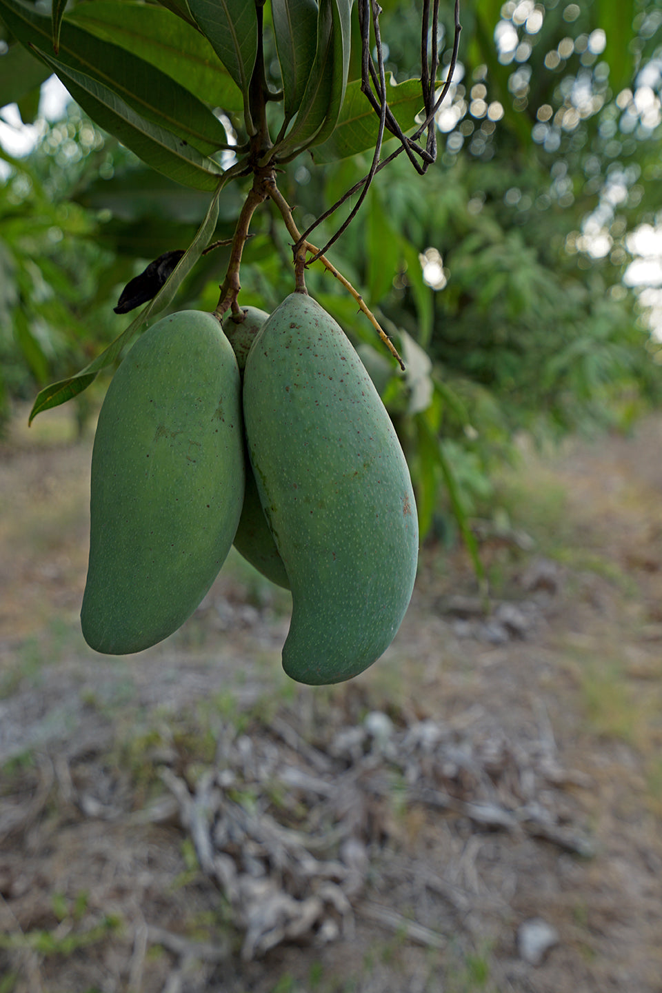 Mangifera indica