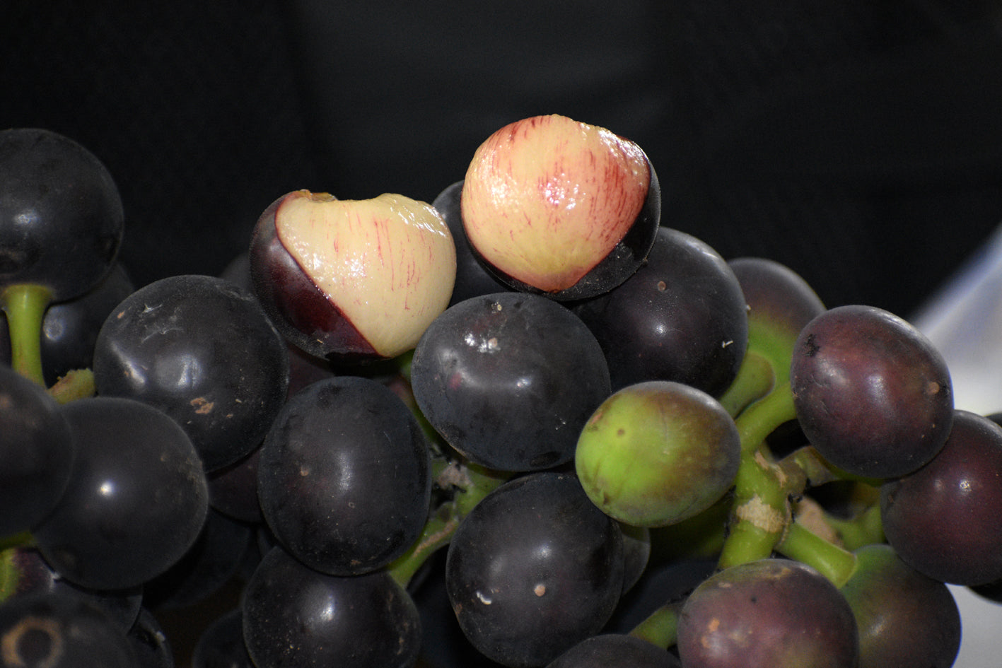 Best Amazon Tree Grape in uk