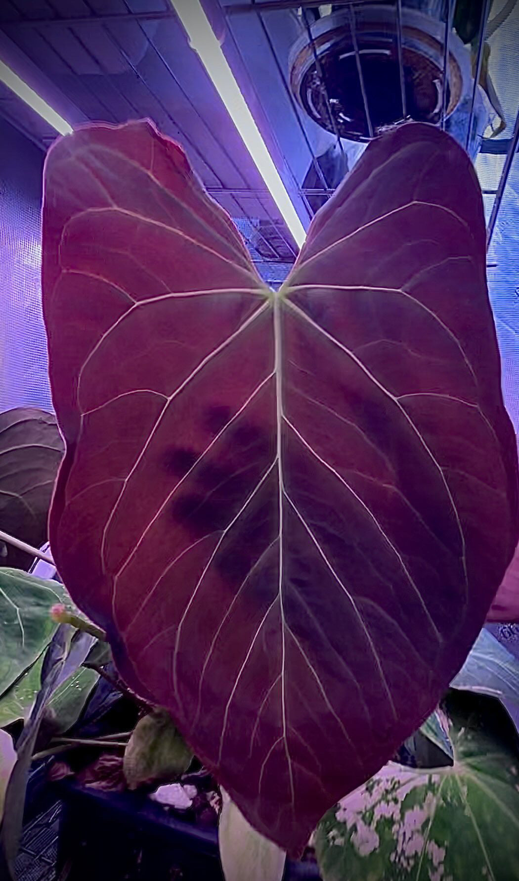 anthurium rlfs DoraBVEP x RLFS X BVEP Round x BVEP RA1 – HappiestPlants