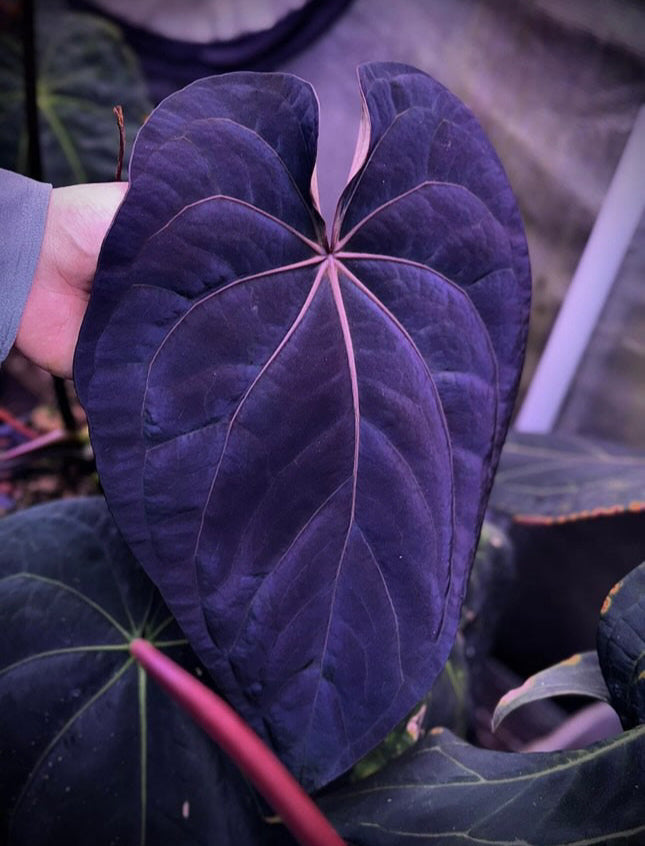 anthurium swamp bunny Kunayalense PM7 x Papillilaminum Swamp Bunny X Dressleri RG F2 x Carla – HappiestPlants