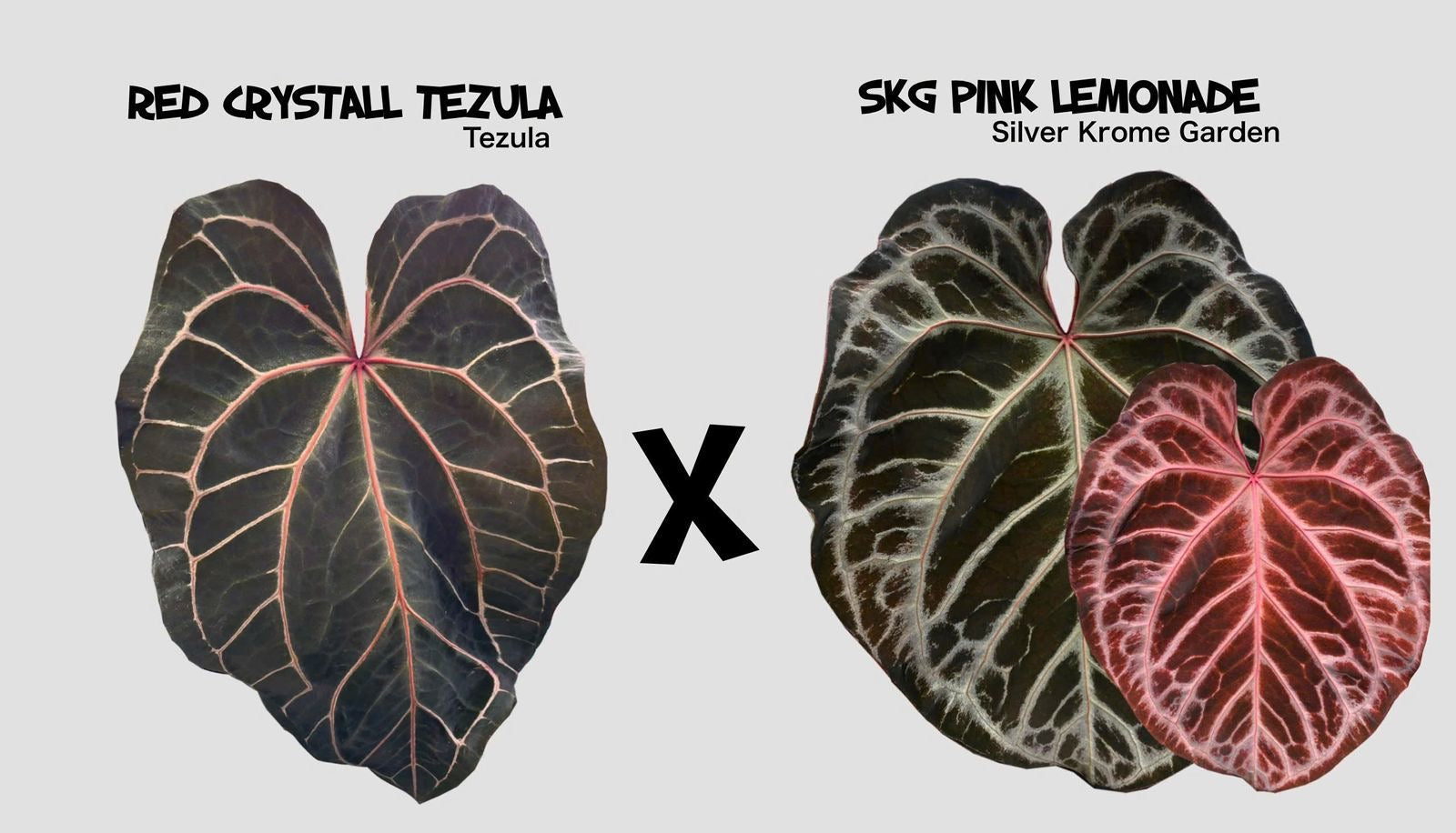 Anthurium Red Crystal × Pink Lemonade – HappiestPlants