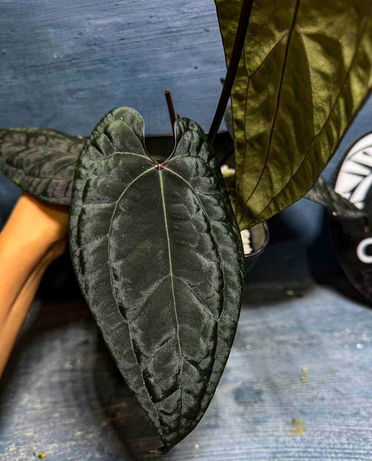 Anthurium Legacy of Spades – Original Clone