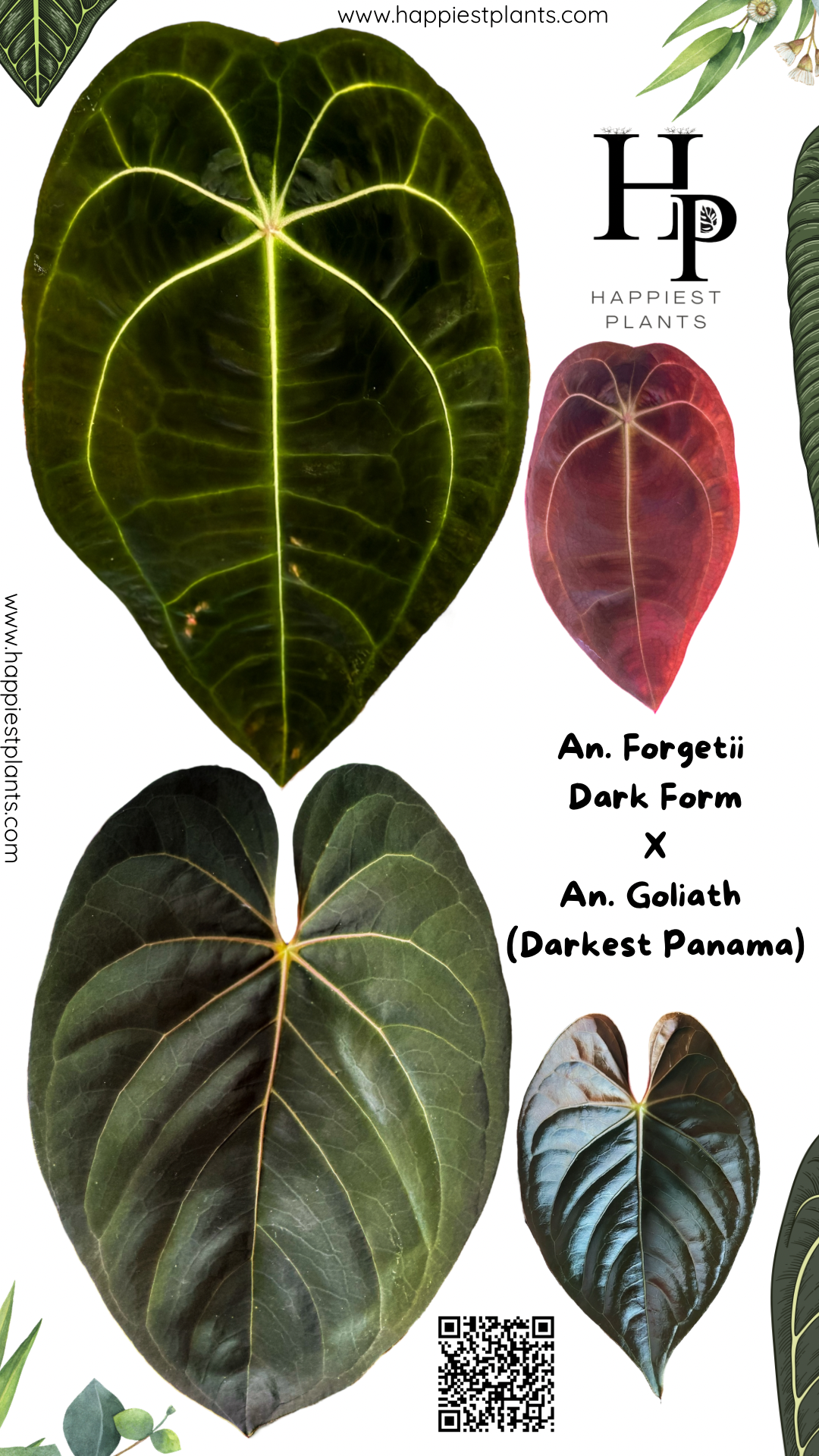 Anthurium Forgetii DF x Anthurium Goliath