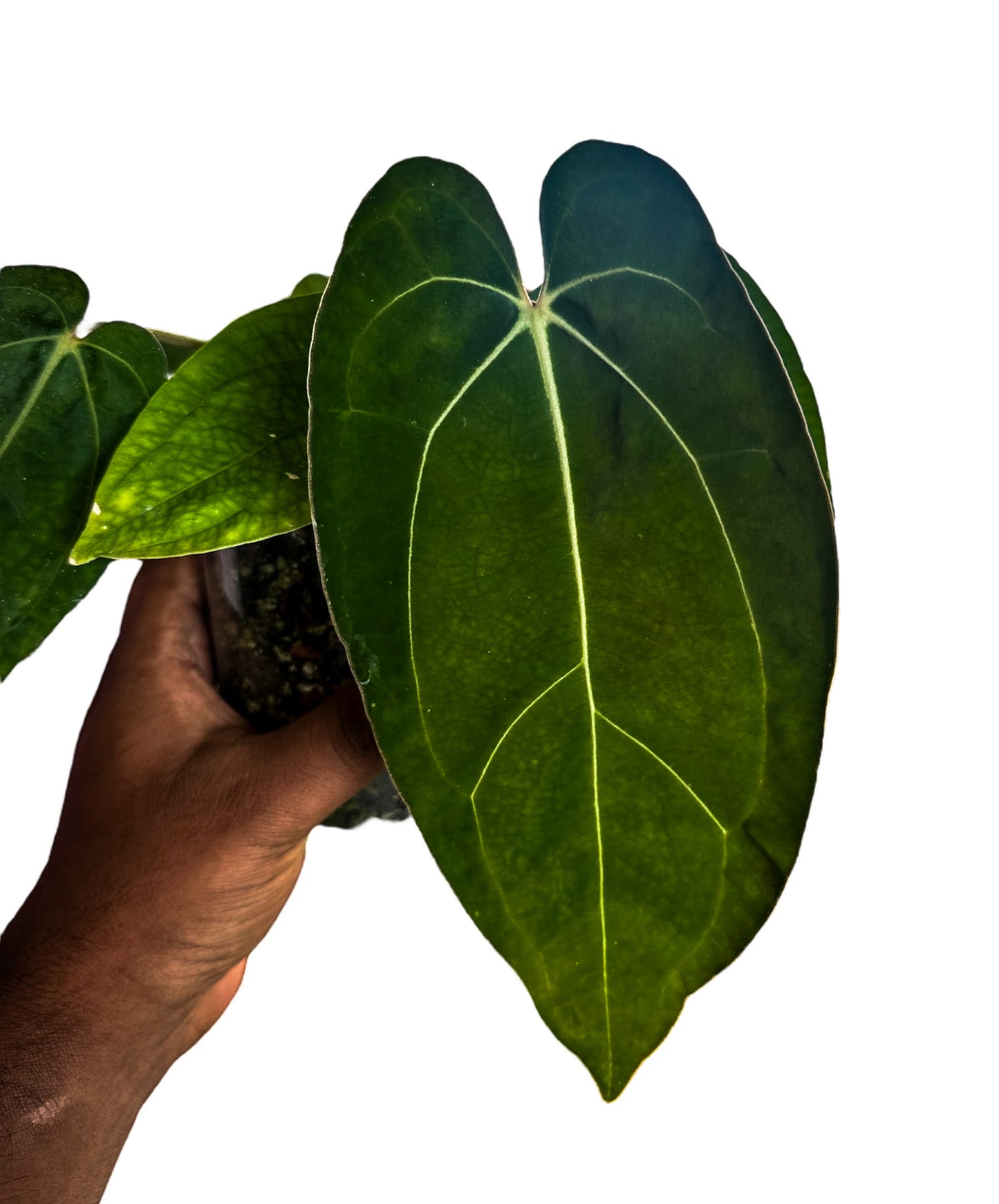 Anthurium Carlablackiae x Goliath