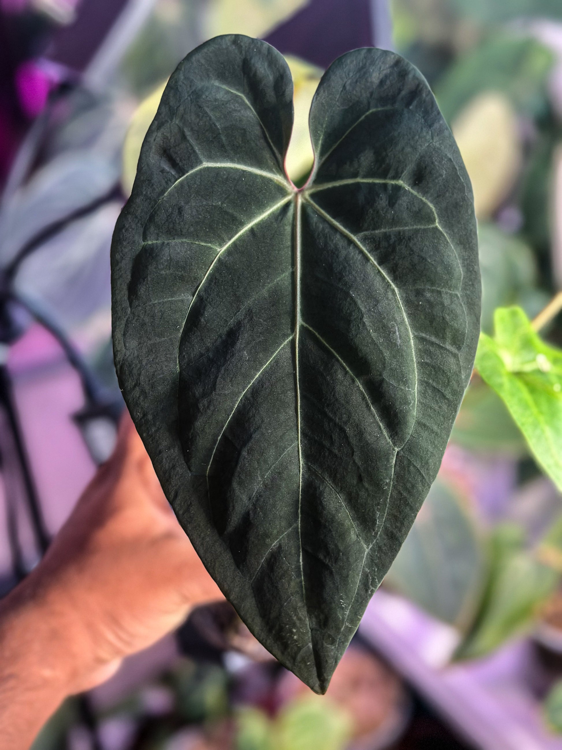 anthurium blue Anthurium NOID