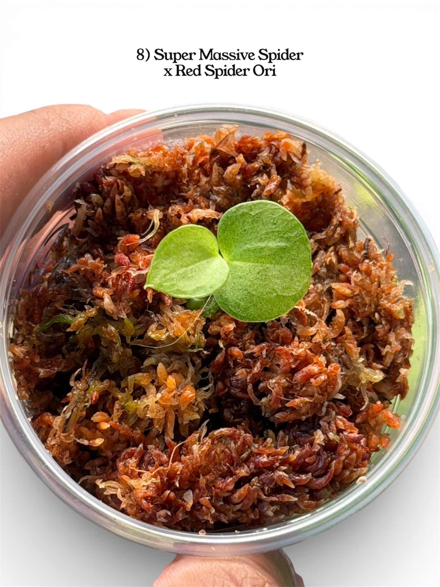 Anthurium Variegated Seedlings