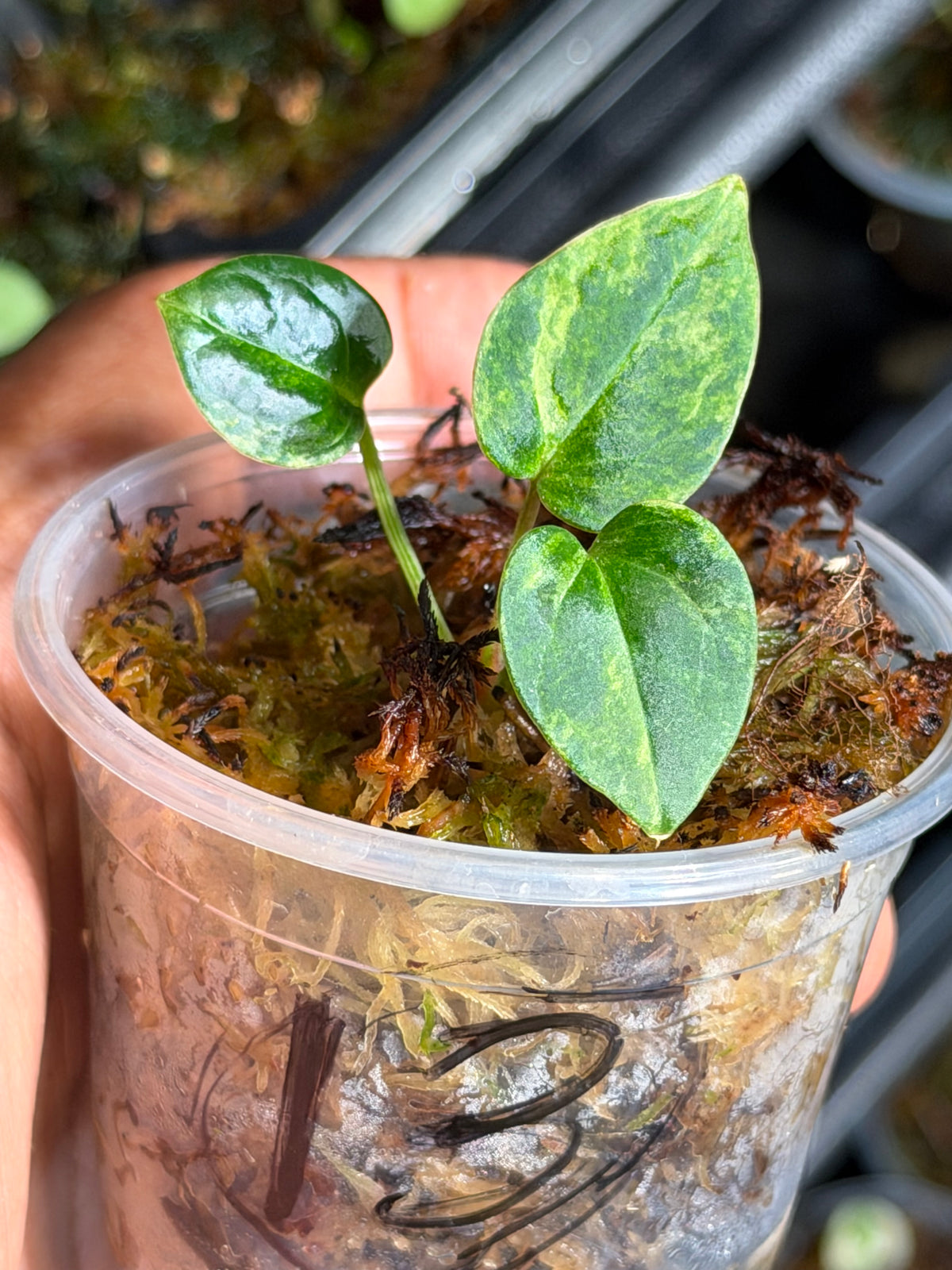 Anthurium (Dressleri x Pap Var) x Carlablackiae RA10 S1 - Select Variegated Seedlings