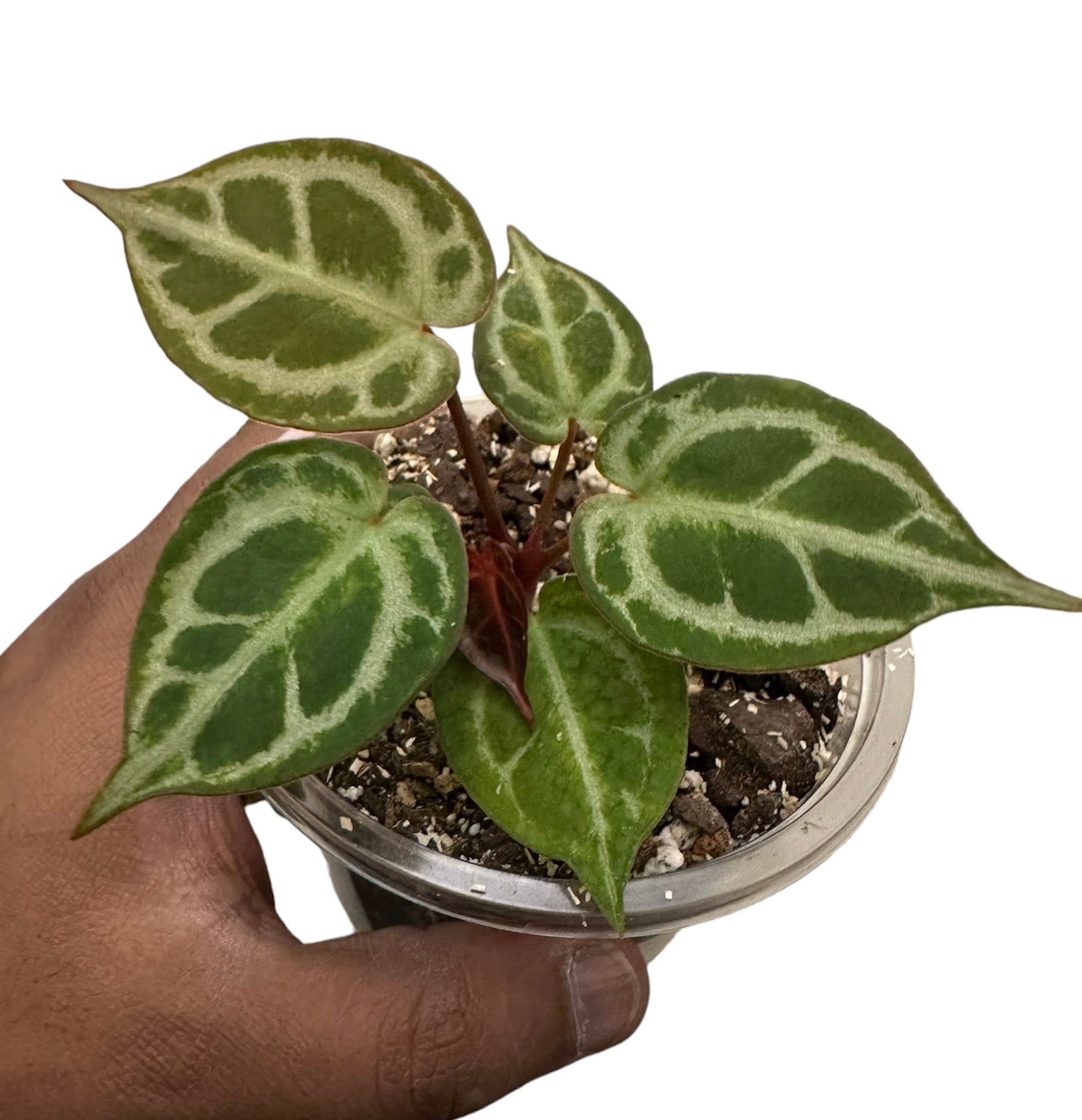 anthurium king of spades Anthurium King of Spades Regal Beauty