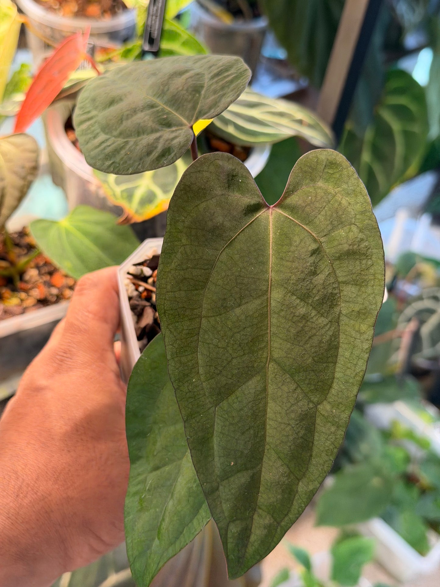 Anthurium Legacy of Spades Original Clones