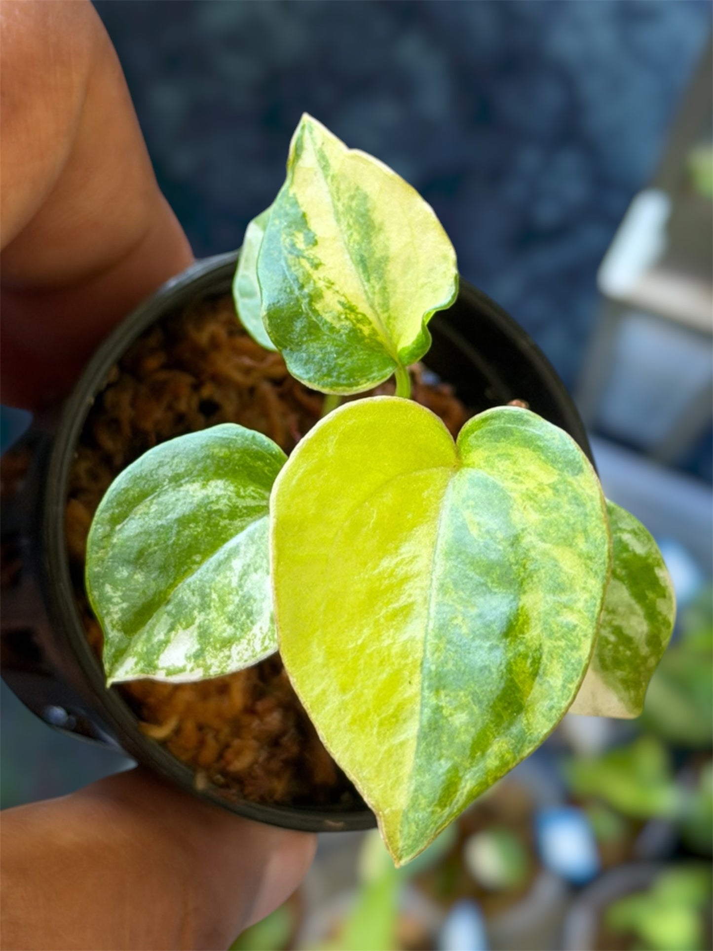 Anthurium Pap Var x Red Velvet Cake 24