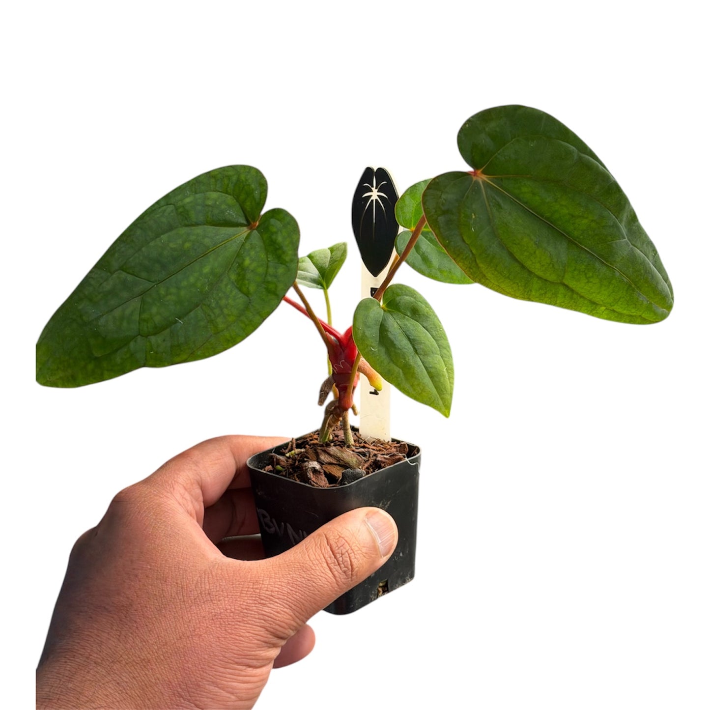 Anthurium BVEP x Night Dragon - Restock