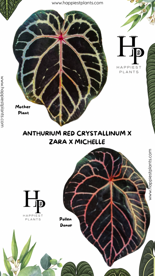 Anthurium Red Crystallinum X Zara x Michelle