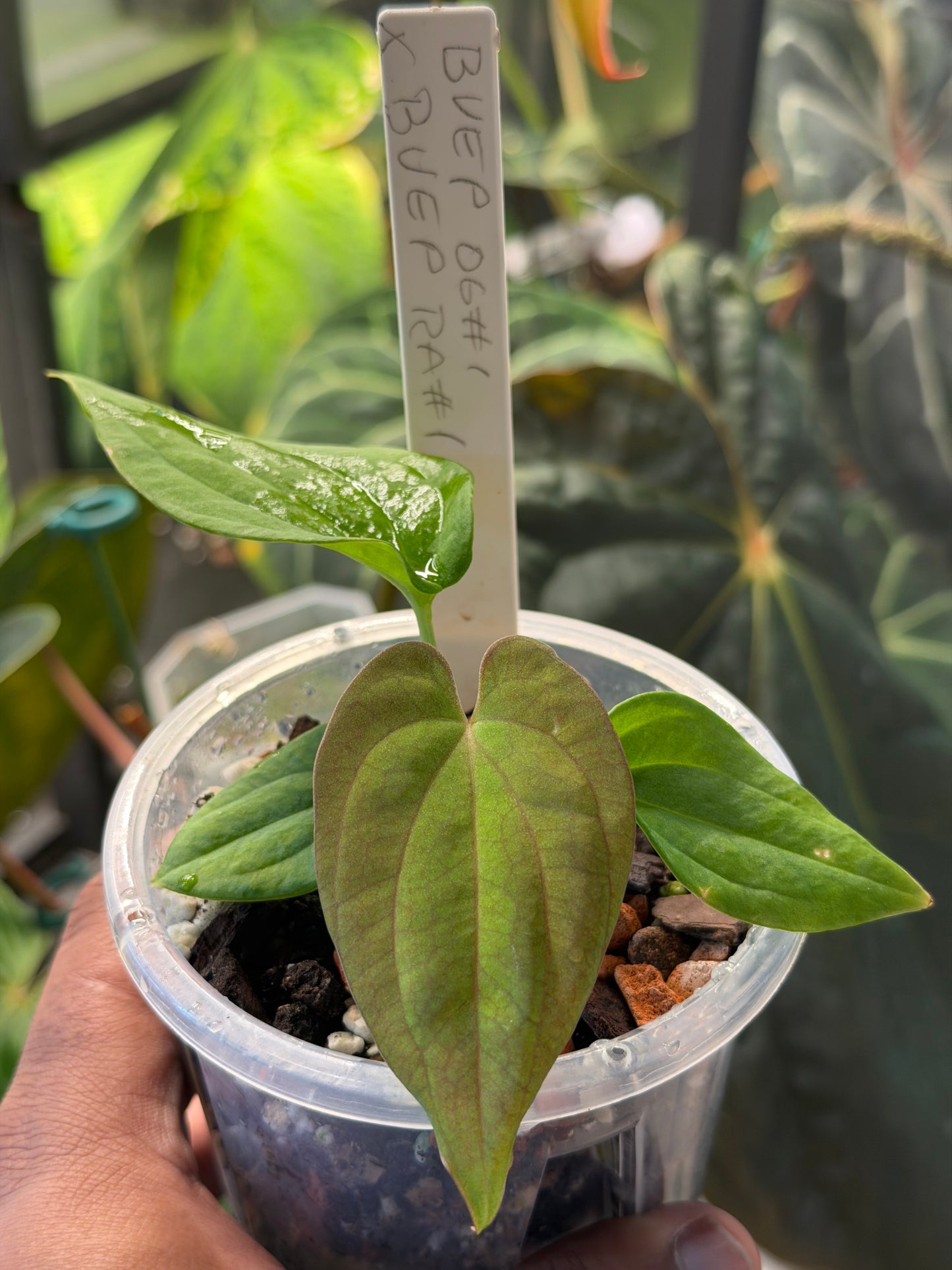 Anthurium BVEP OG1 x RA1 – Seedlings