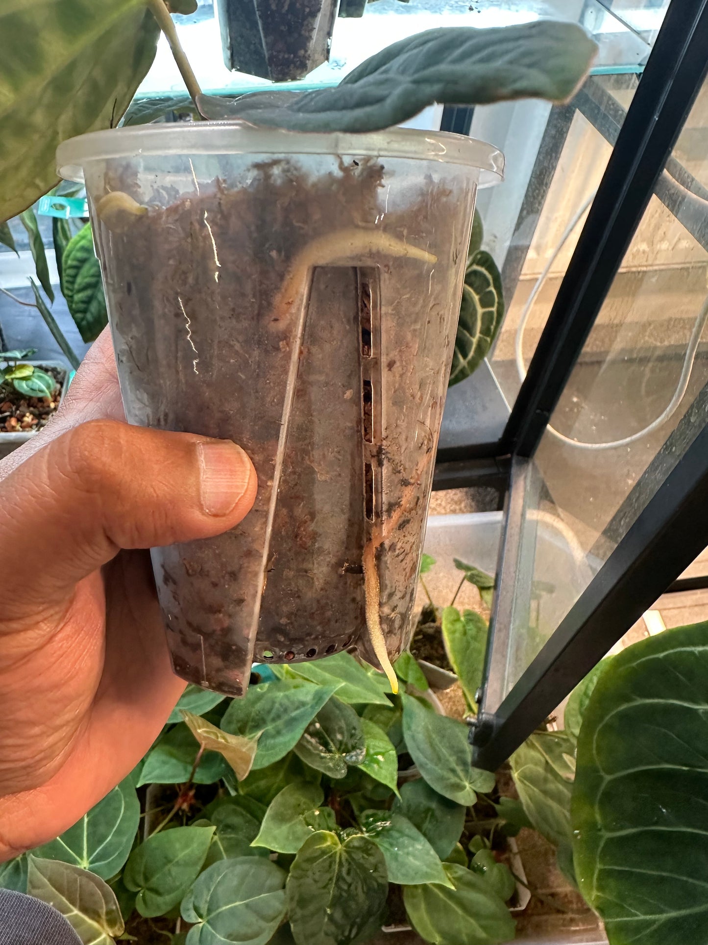 Custom Order - Charlotte